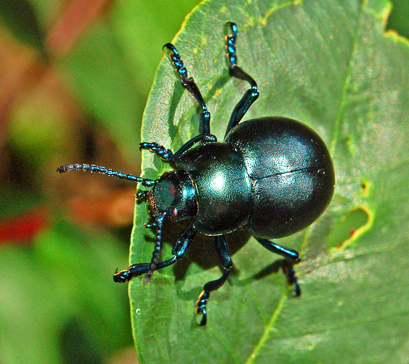 bloody-nosed beetle
