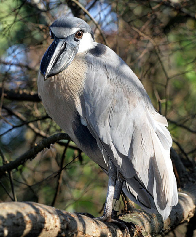 boat-billed heron