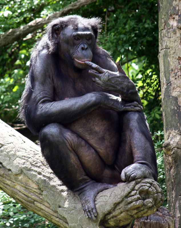 pygmy chimpanzee