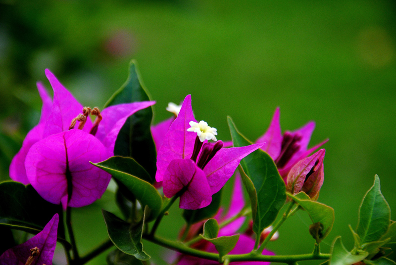 Bougainvillea Definition And Synonyms Of Bougainvillea In The English Dictionary