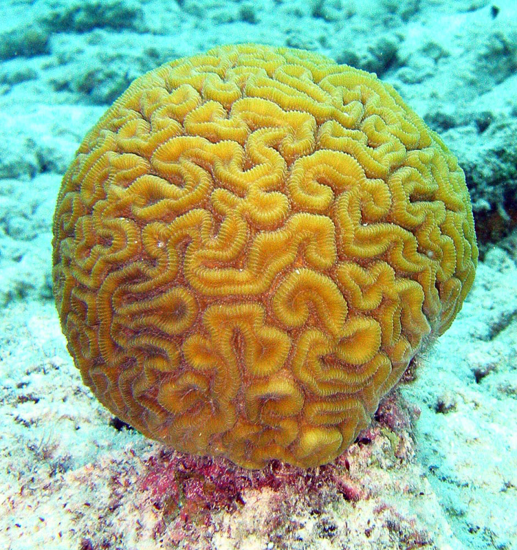 corallite