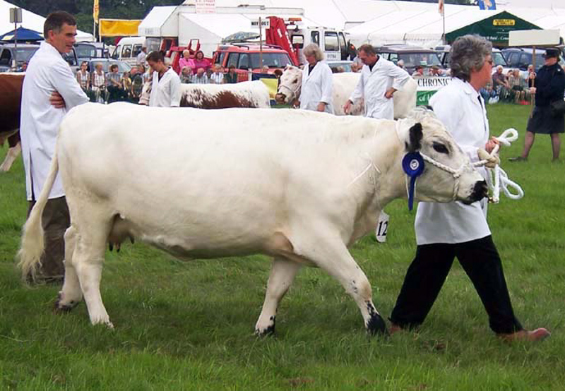 CATTLE BREEDING - Definition and synonyms of cattle breeding in the English  dictionary