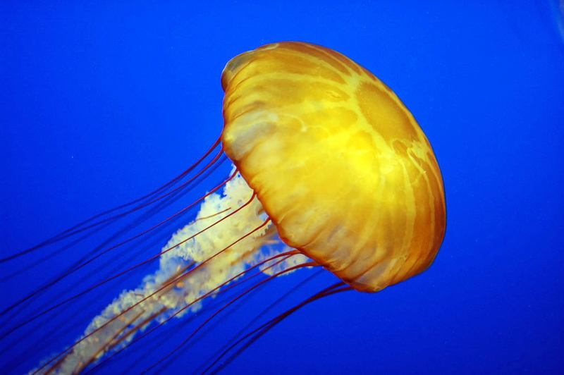 medusae