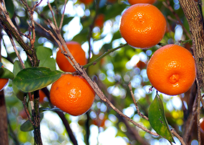 calamondin orange