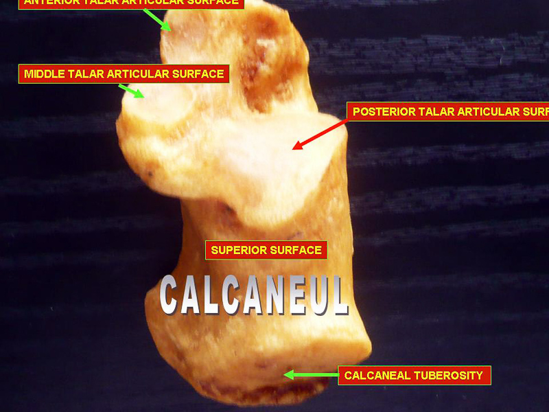 calcaneal