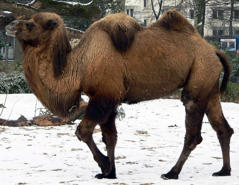 camelid