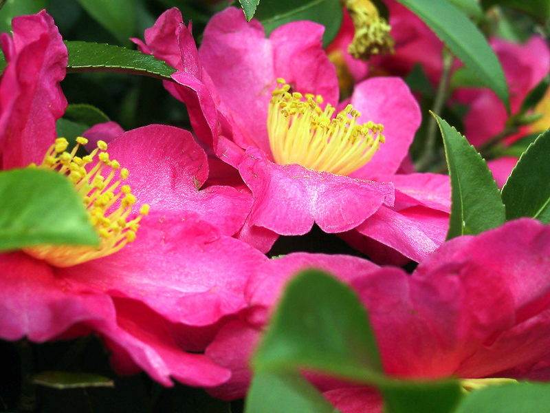 Camellia 在英语词典里camellia 的定义和近义词