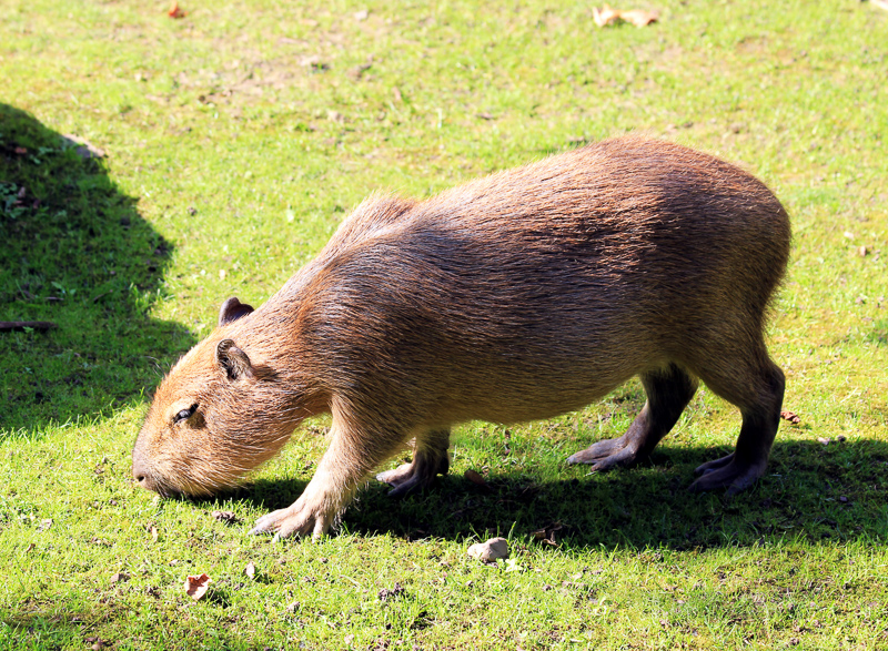 CAPYBARA - Definición y sinónimos de capybara en el diccionario inglés