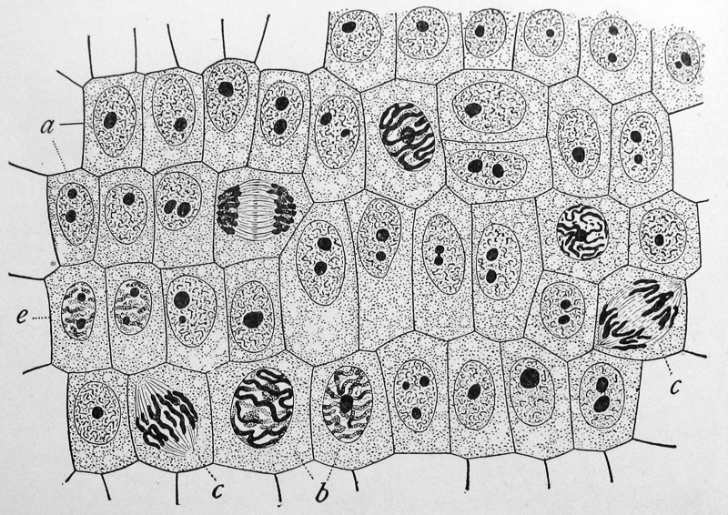 subcellular