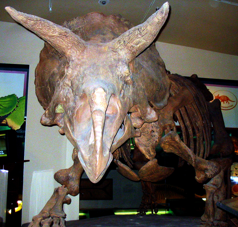 ceratopsian