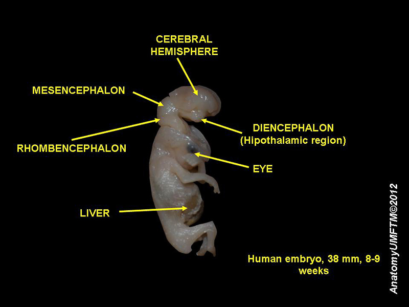 embryogeny