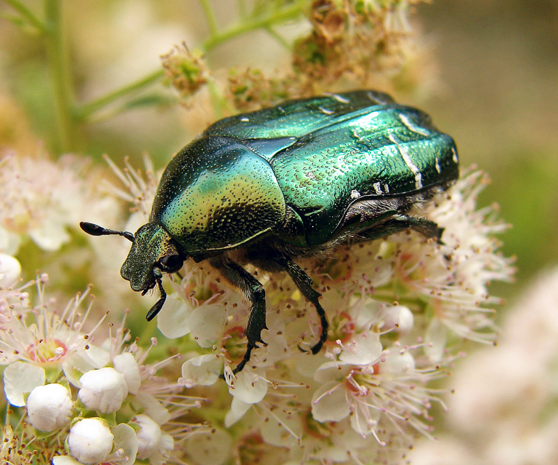 goldsmith beetle