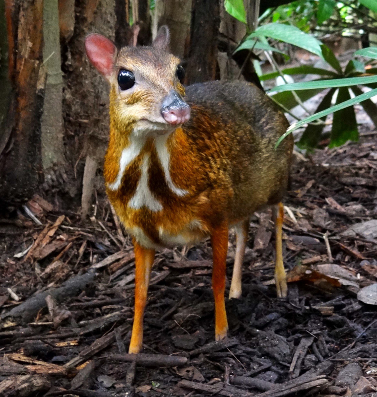 MOUSE DEER - Definition and synonyms of mouse deer in the English dictionary