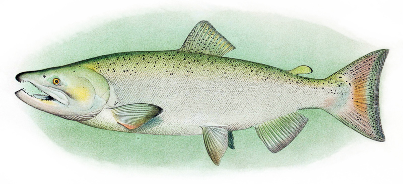 quinnat salmon