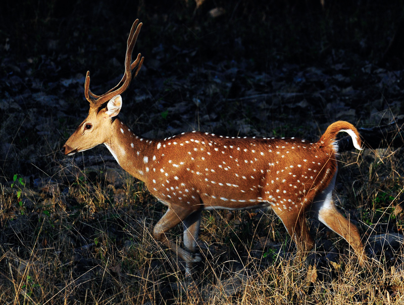 CHITAL - Definition and synonyms of chital in the English dictionary
