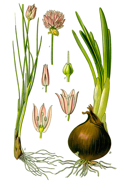 garlic chive no português - dicionário Inglês-Português