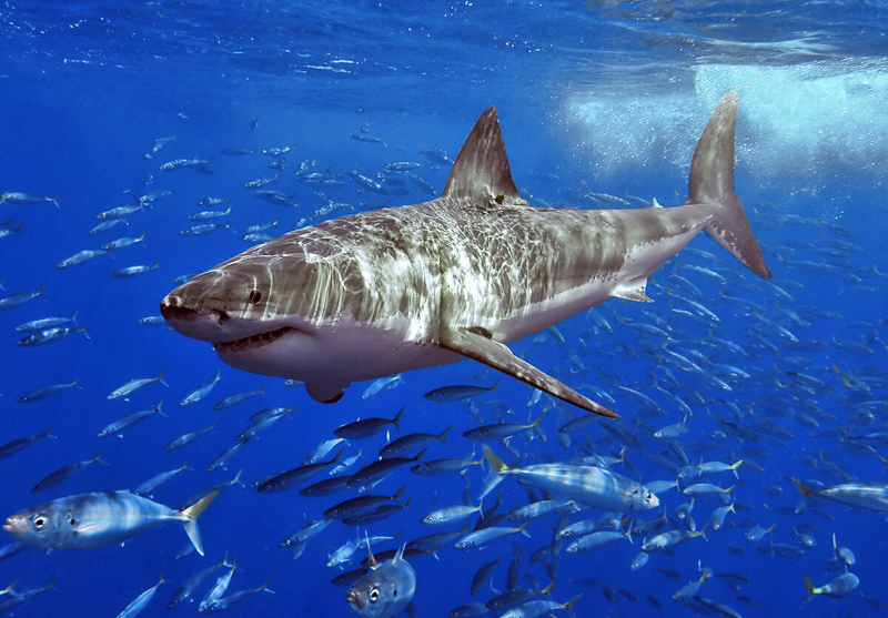 mackerel shark
