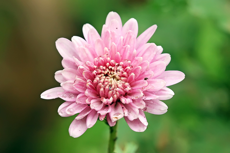 Chrysanthemum Definition And Synonyms Of Chrysanthemum In The English Dictionary