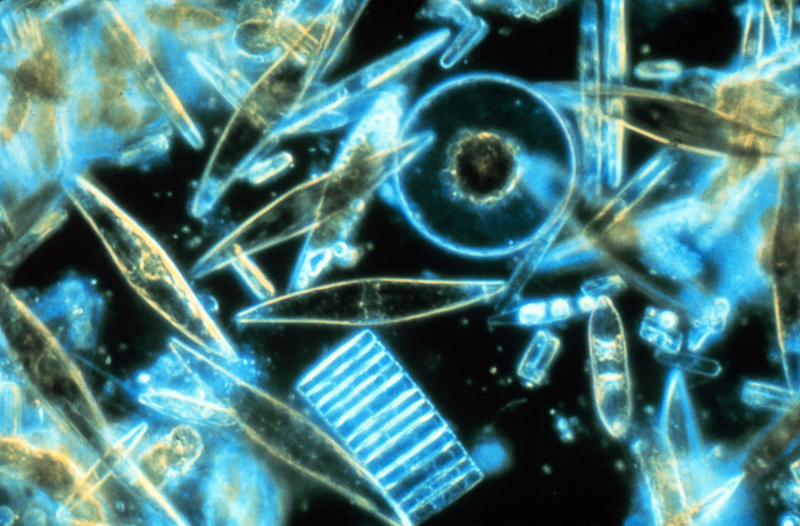 Meroplankton 英語辞典でのmeroplanktonの定義と同義語