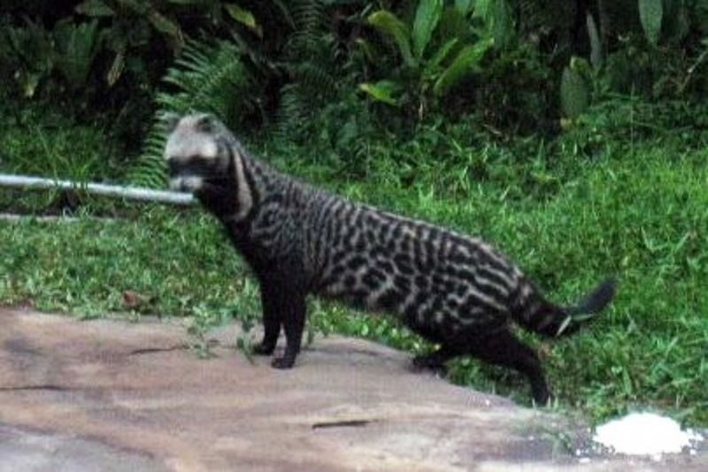 CIVET - Definition and synonyms of civet in the English dictionary