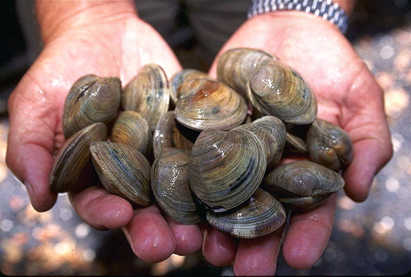 hard-shell clam