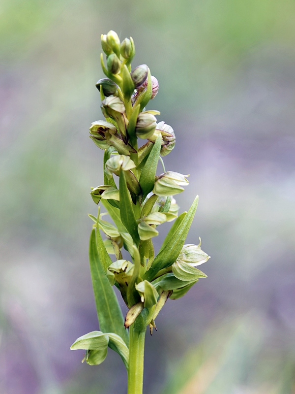 frog orchid