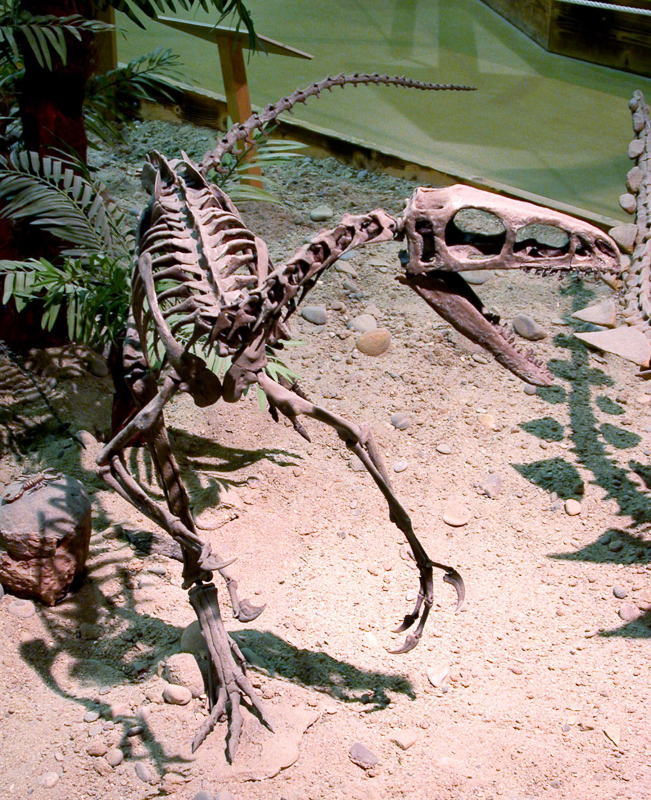 coelurosaur