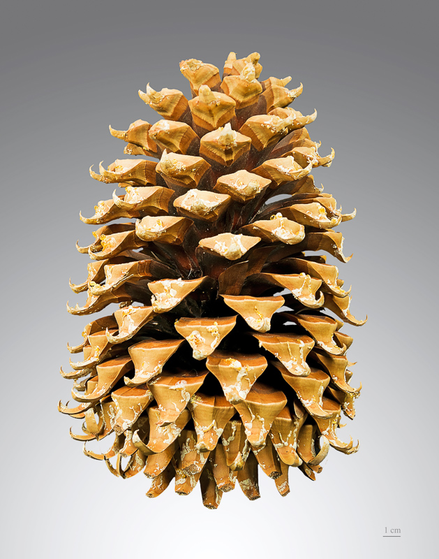 Pine Cone 在英语词典里pine Cone 的定义和近义词