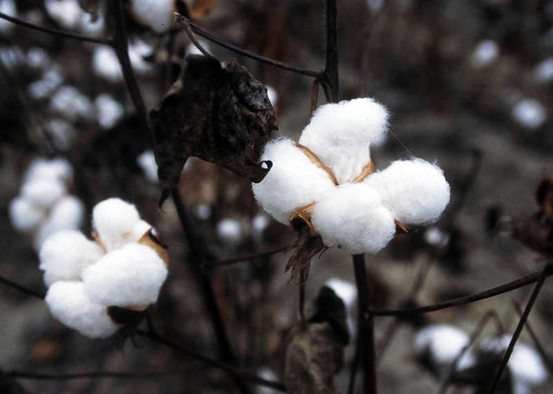 cotton industry