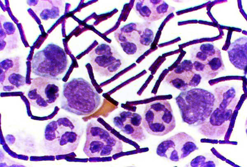 counterstain