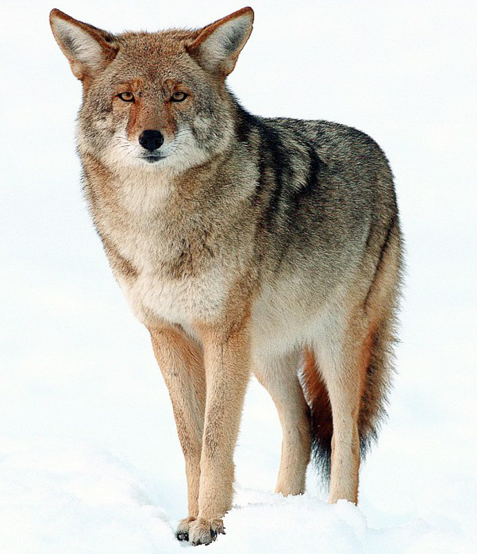 Coyote 在英语词典里coyote 的定义和近义词