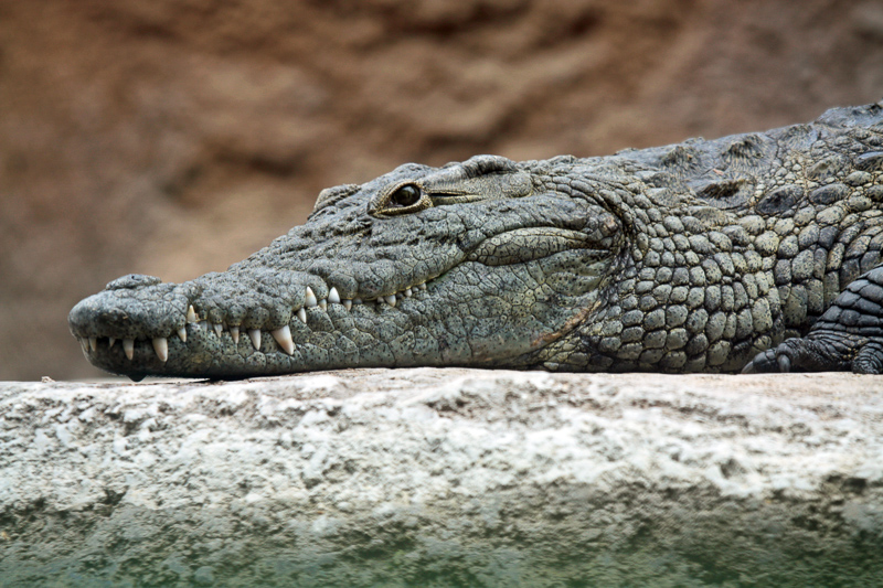 CROCODILE - Definición y sinónimos de crocodile en el diccionario inglés