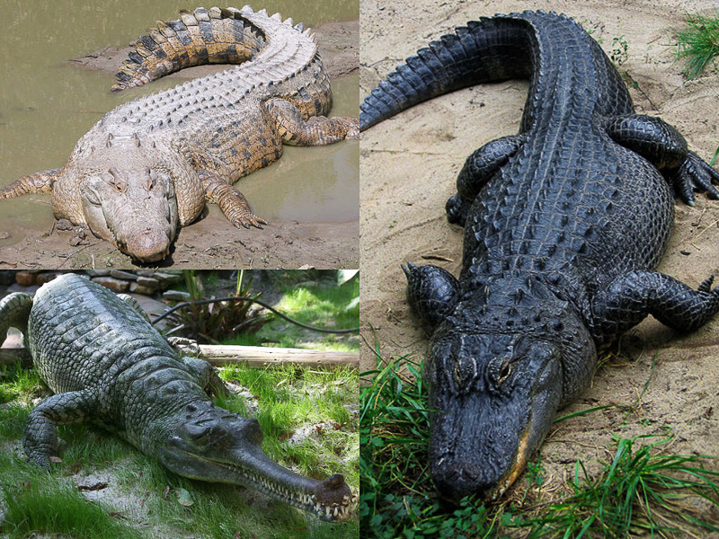 crocodilian