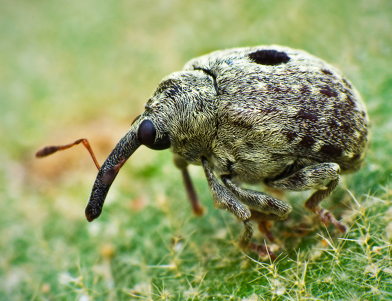snout beetle