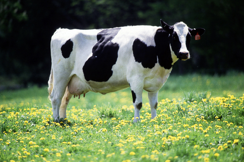 MILCH COW - Definition and synonyms of milch cow in the English dictionary
