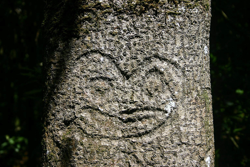 dendroglyph