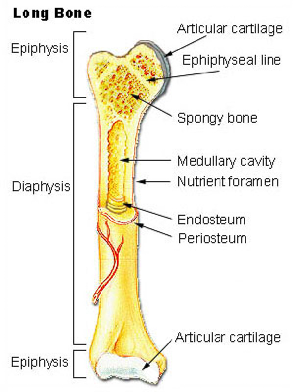 epiphyses