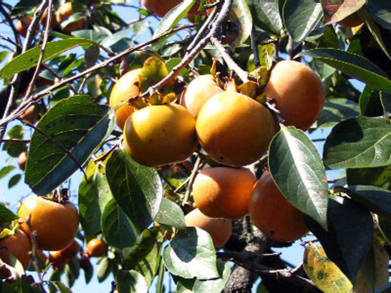 Pārdodu Sharon augļu koku Dienvidāfrikā