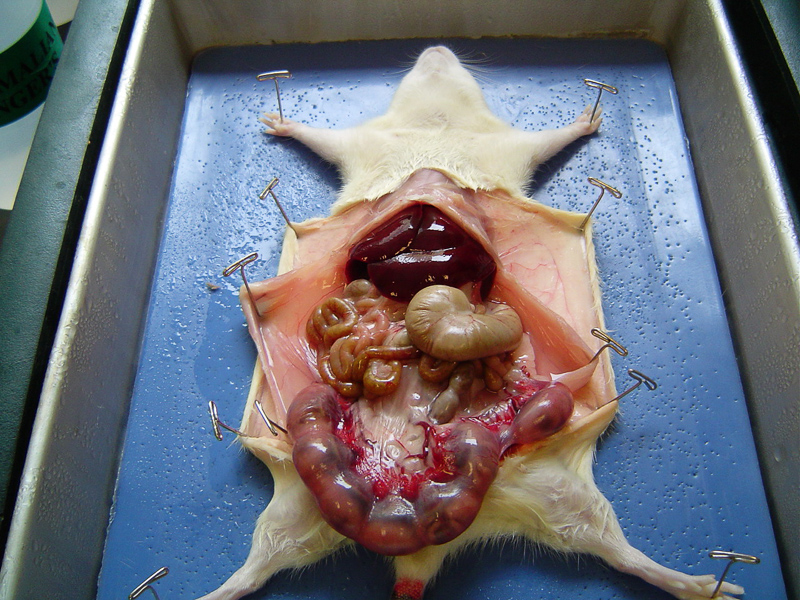 dissected