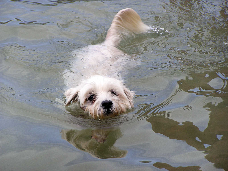 dog paddle