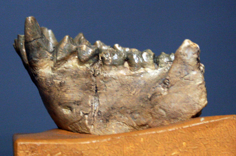 dryopithecine