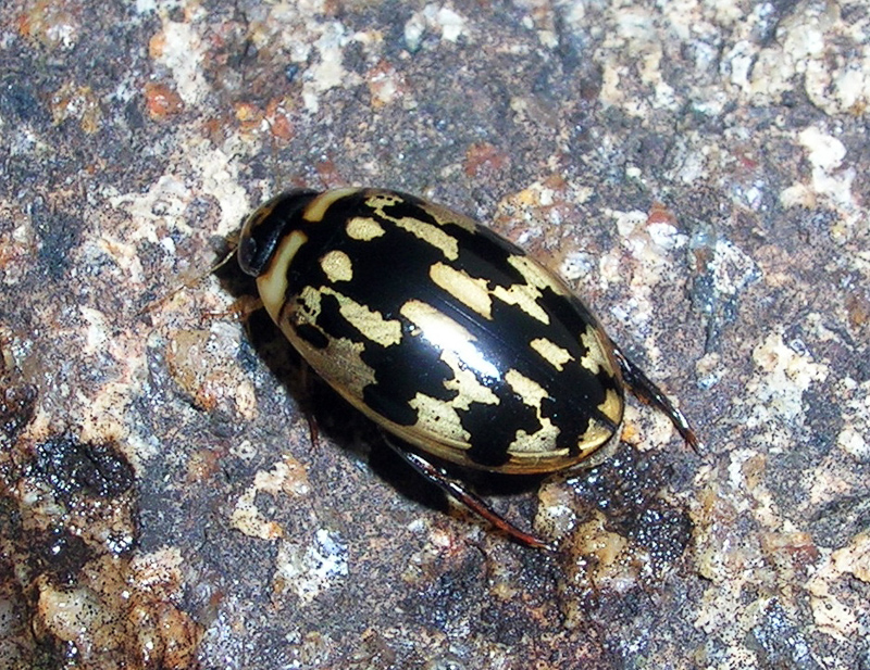 diving beetle