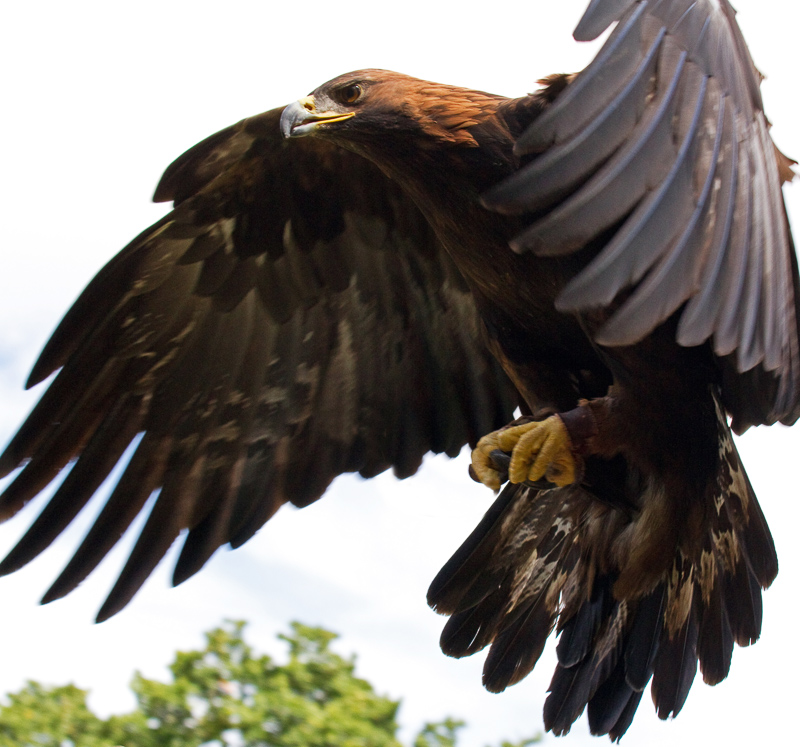 EAGLE - Definición y sinónimos de eagle en el diccionario inglés