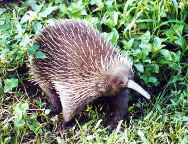 spiny anteater