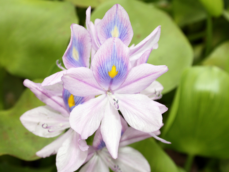 Water Hyacinth Definition And Synonyms Of Water Hyacinth In The English Dictionary