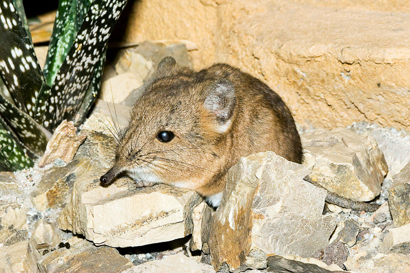 ELEPHANT SHREW - Definition and synonyms of elephant shrew in the English  dictionary