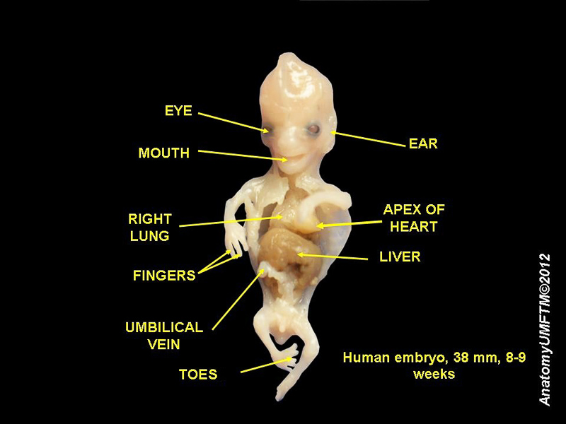 embryologic