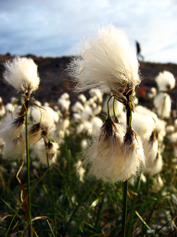 bog cotton