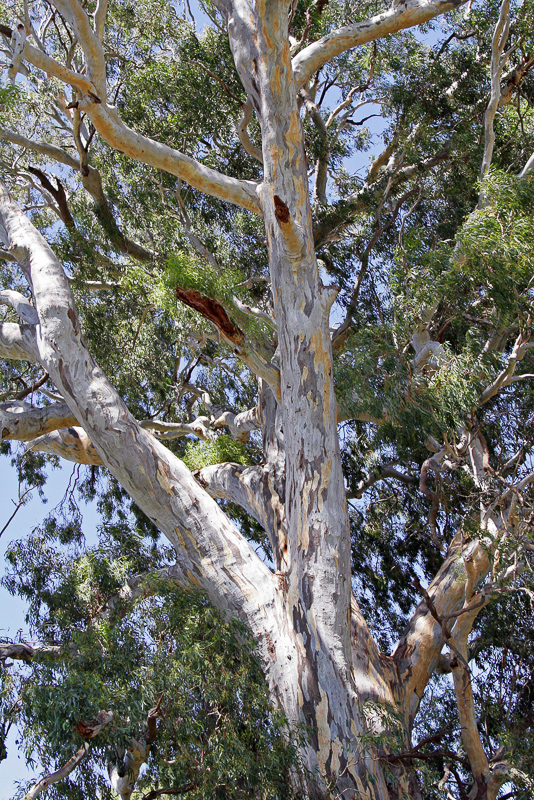 river red gum