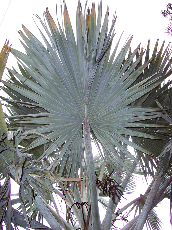 fan palm